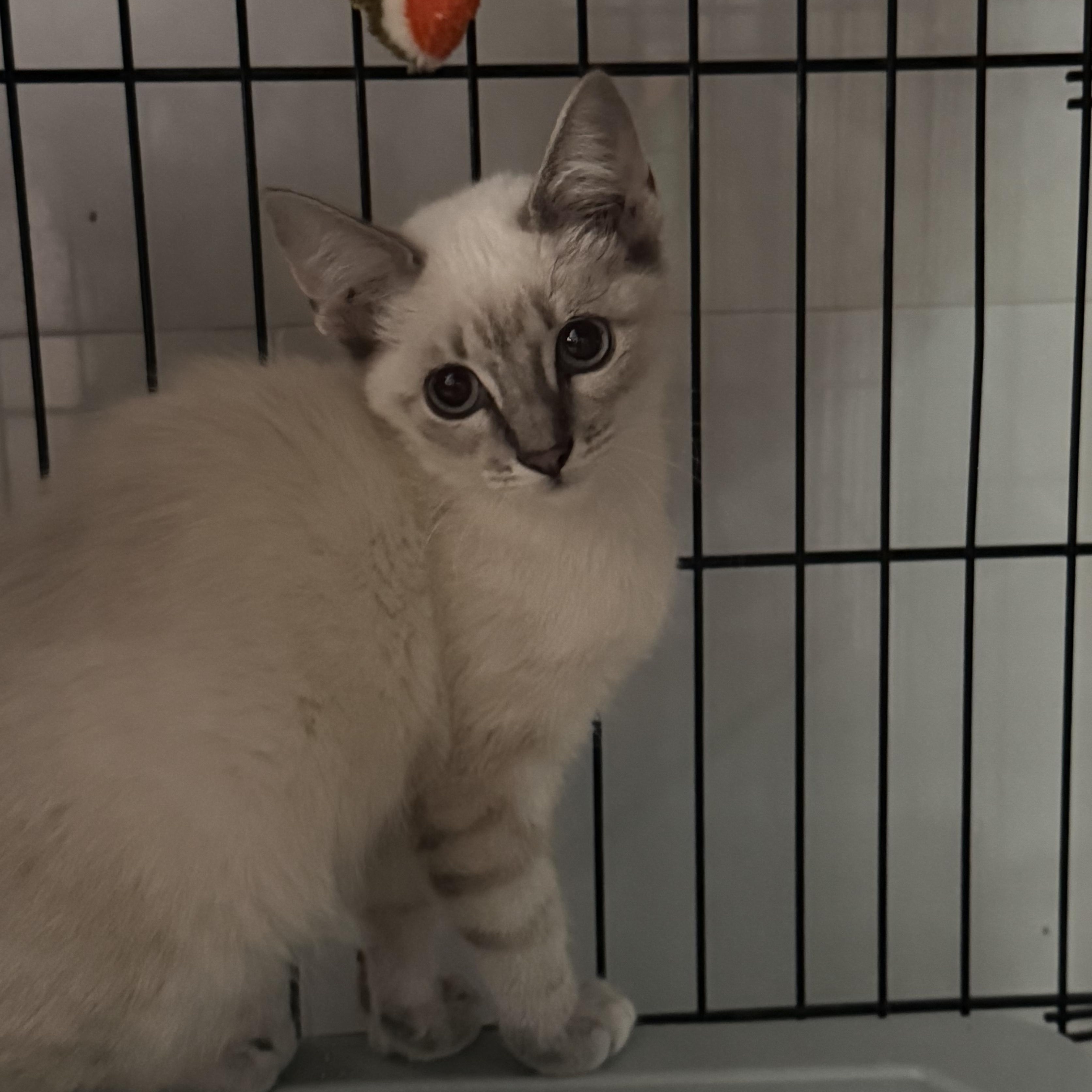 Enlarge Miss Piggy, a ADOPTABLE Domestic Short Hair in Tulsa, OK image 3/4