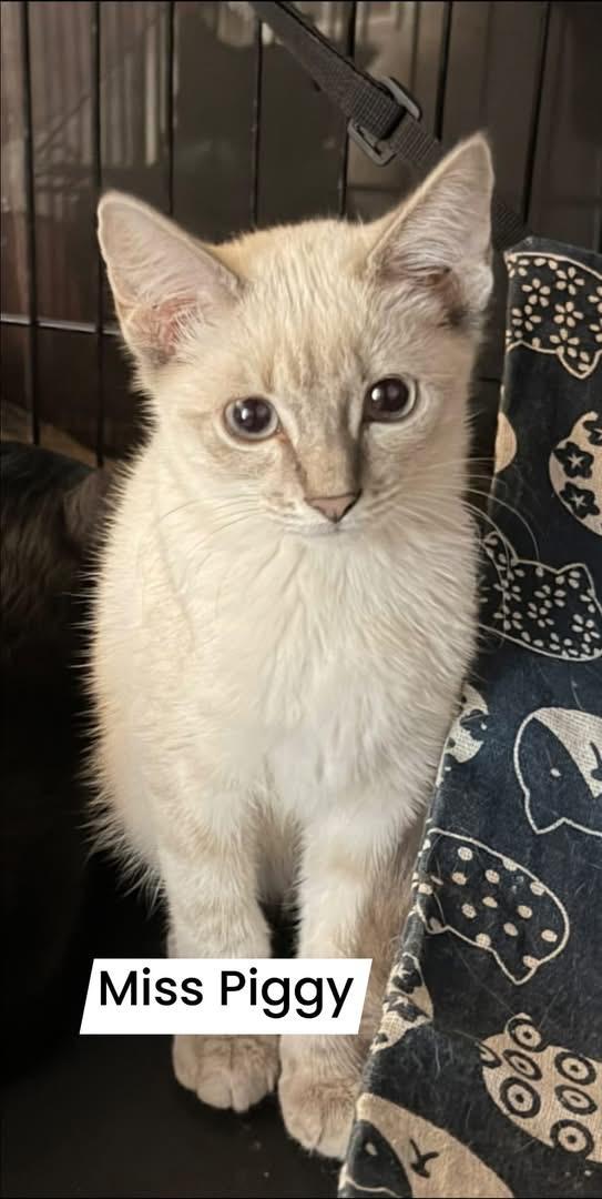 Enlarge Miss Piggy, a ADOPTABLE Domestic Short Hair in Tulsa, OK image 1/4