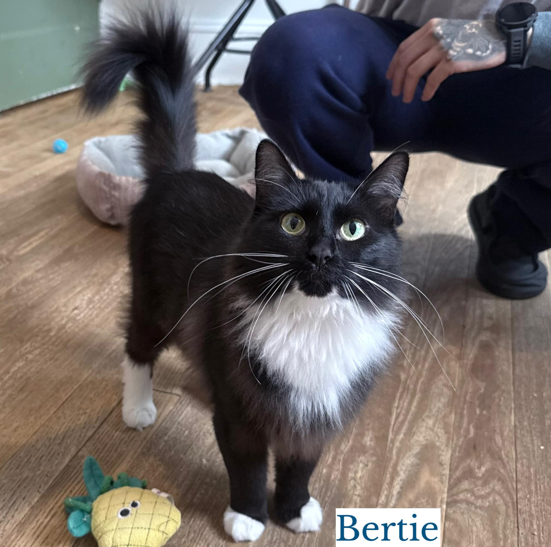 Enlarge Bertie, a Adopted Domestic Long Hair in Berkeley Springs, WV image 1/2