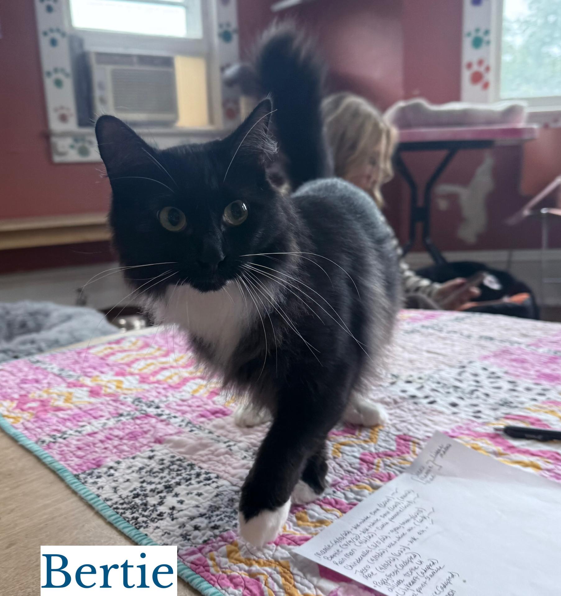 Enlarge Bertie, a Adopted Domestic Long Hair in Berkeley Springs, WV image 2/2