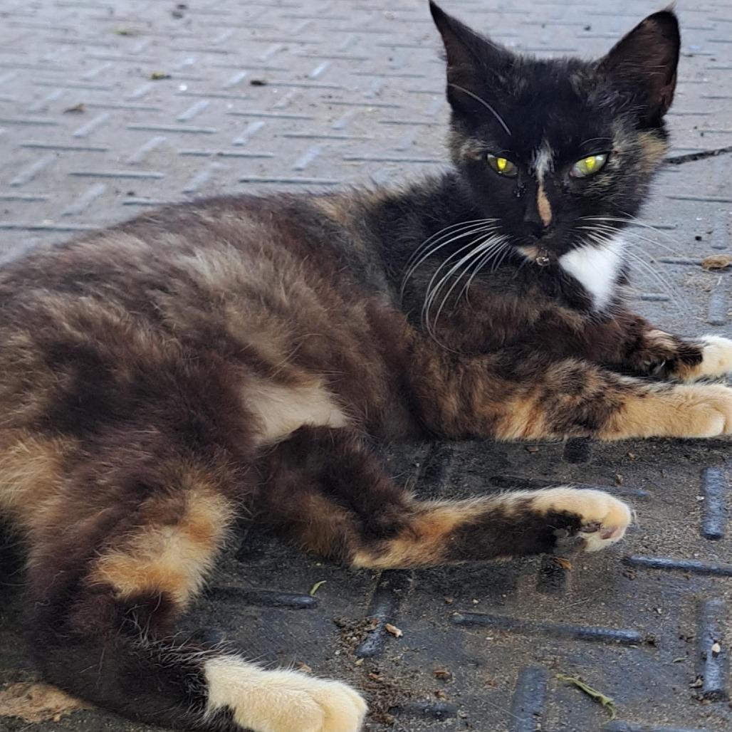 Jenni, a Adoptable Domestic Short Hair in Williston, FL image 1/3