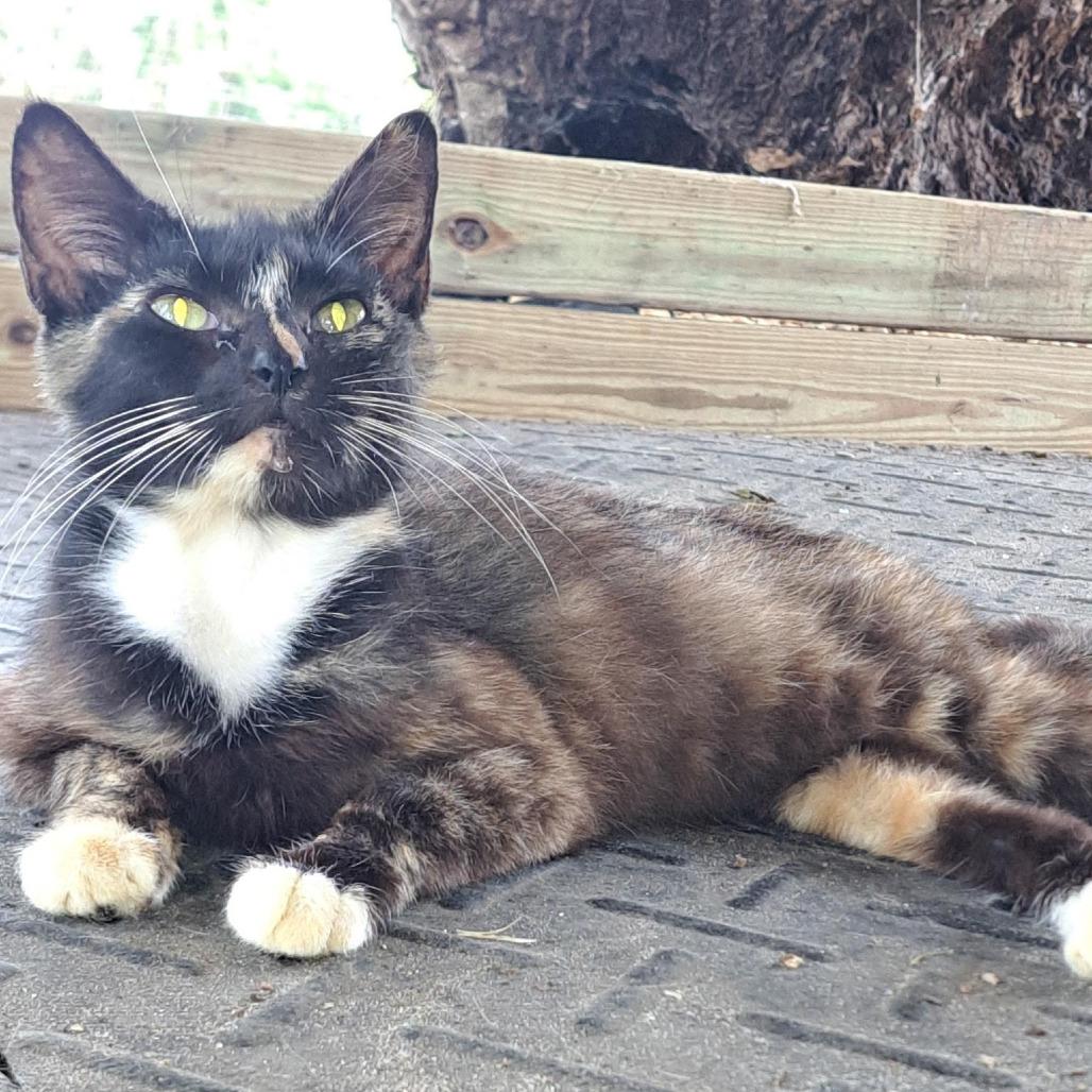 Jenni, a Adoptable Domestic Short Hair in Williston, FL image 2/3