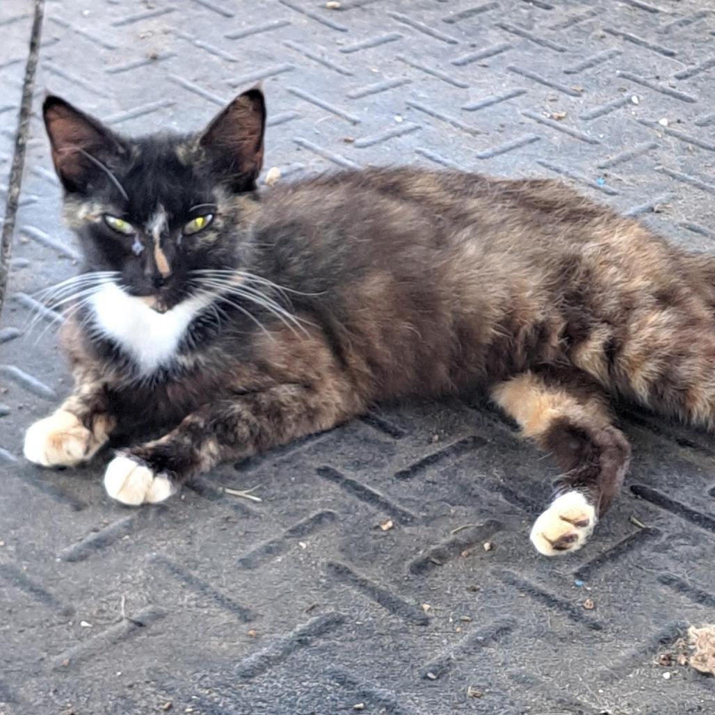 Jenni, a Adoptable Domestic Short Hair in Williston, FL image 3/3