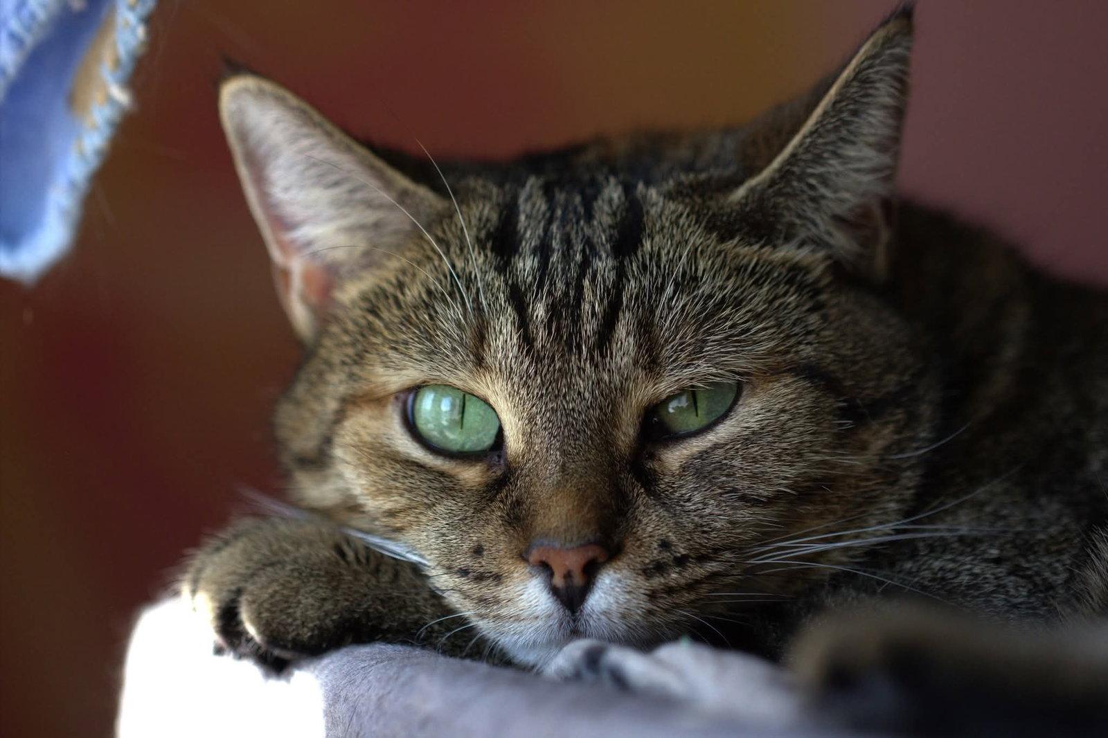 Mileena, a Adoptable Domestic Short Hair in Montreal, QC image 1/3