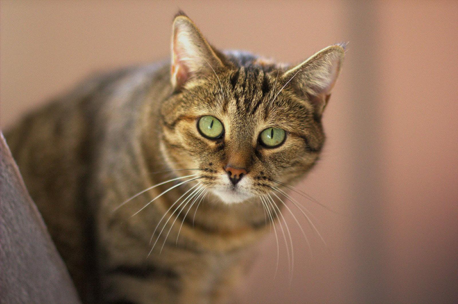 Mileena, a Adoptable Domestic Short Hair in Montreal, QC image 2/3