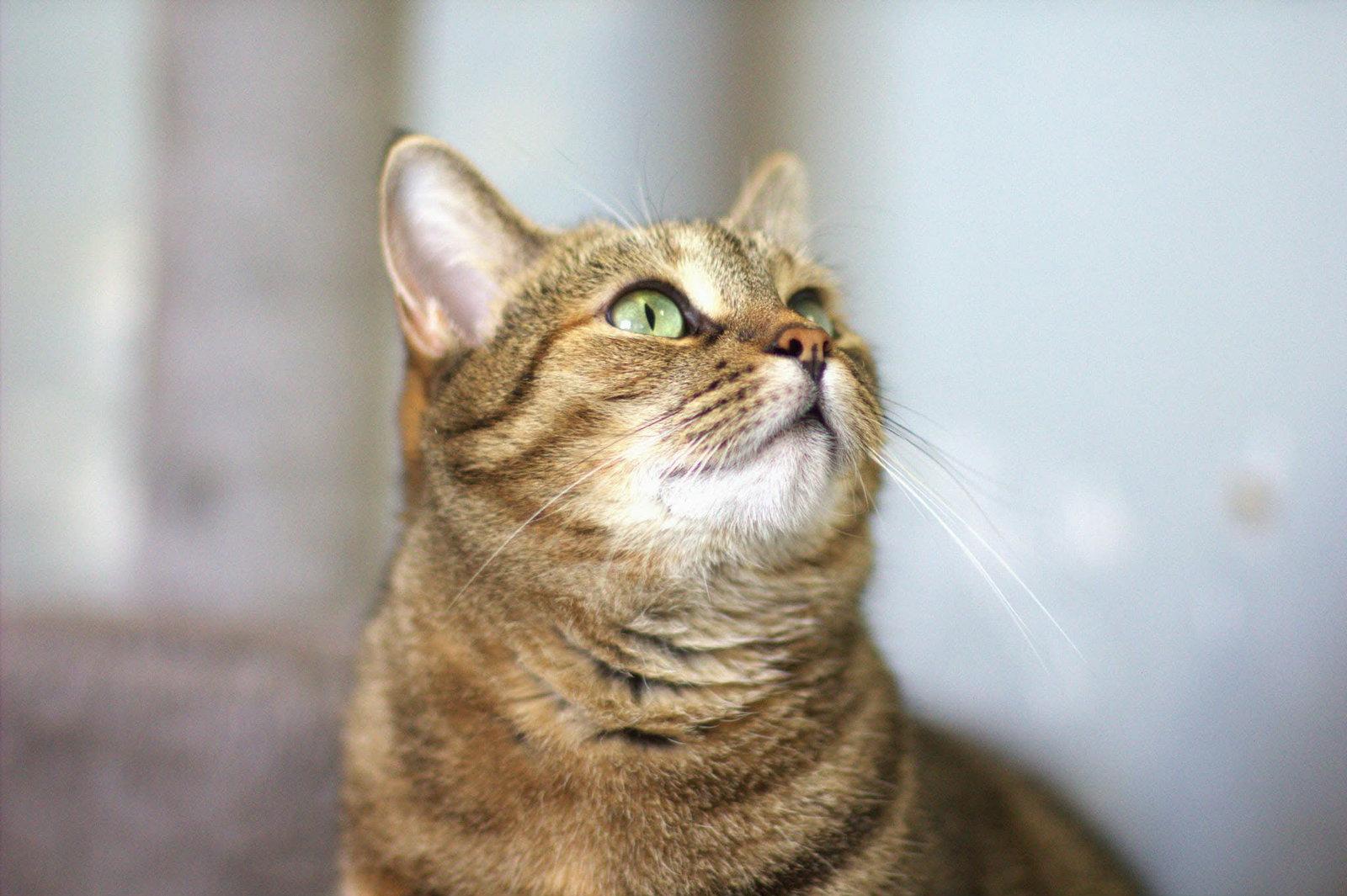 Mileena, a Adoptable Domestic Short Hair in Montreal, QC image 3/3