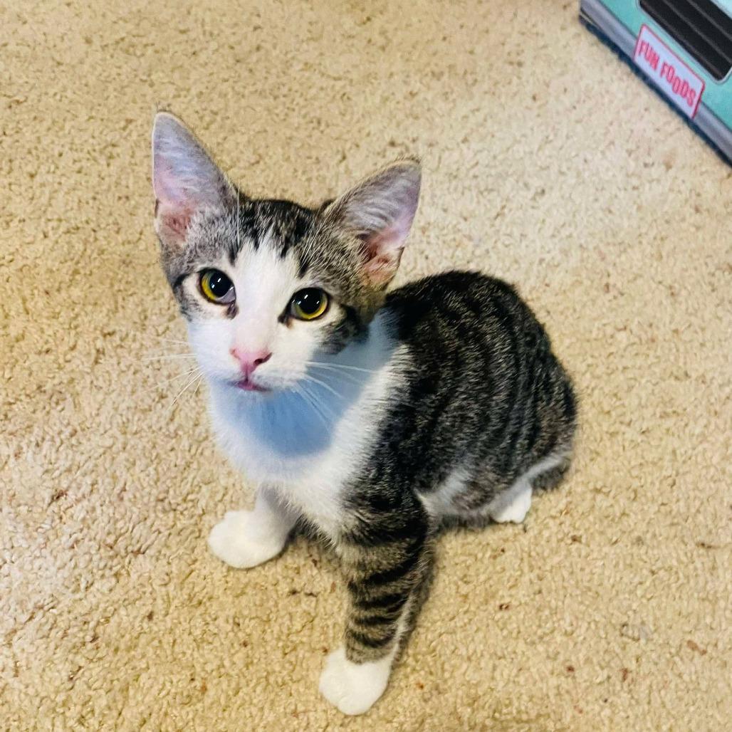 Enlarge Timber, a Adoptable Domestic Short Hair in Plainfield, IL image 1/4