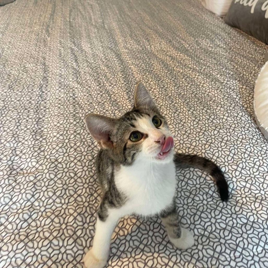 Enlarge Timber, a Adoptable Domestic Short Hair in Plainfield, IL image 2/4