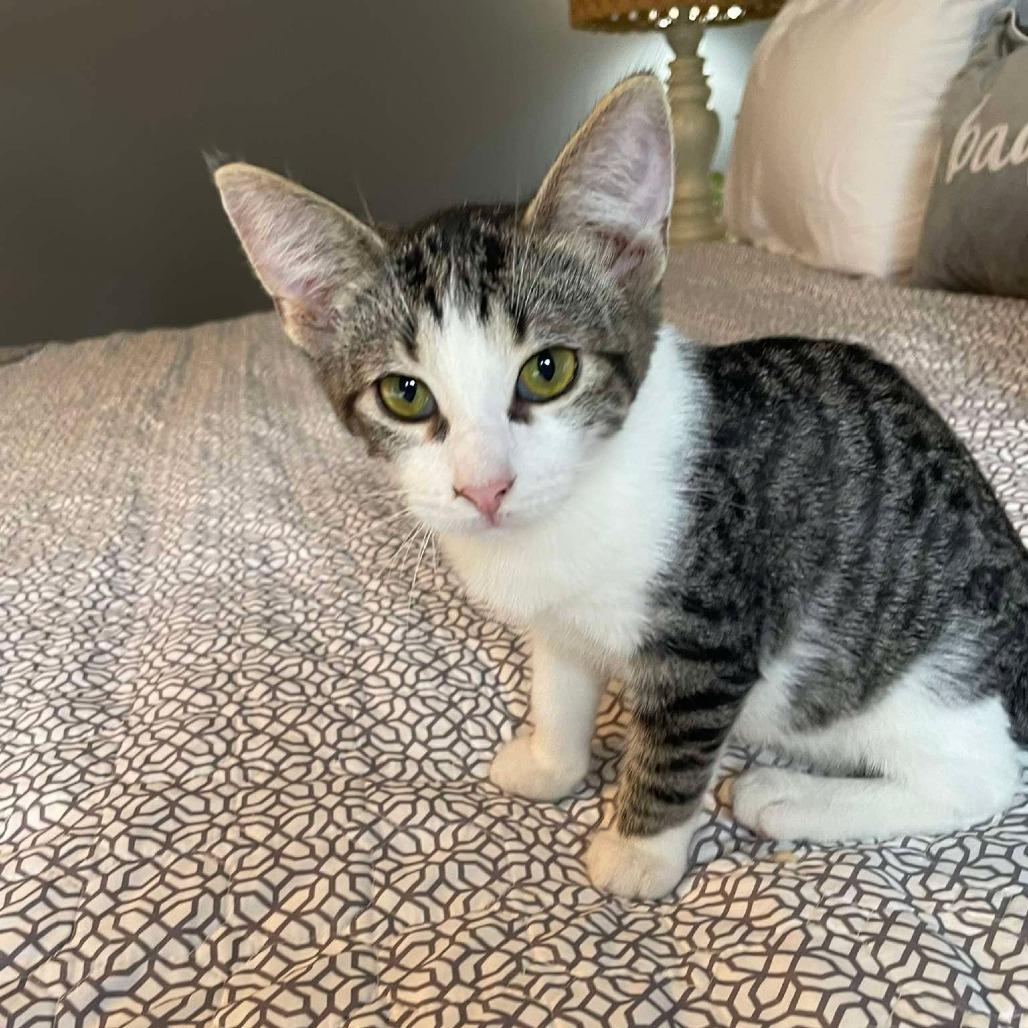 Enlarge Timber, a Adoptable Domestic Short Hair in Plainfield, IL image 3/4