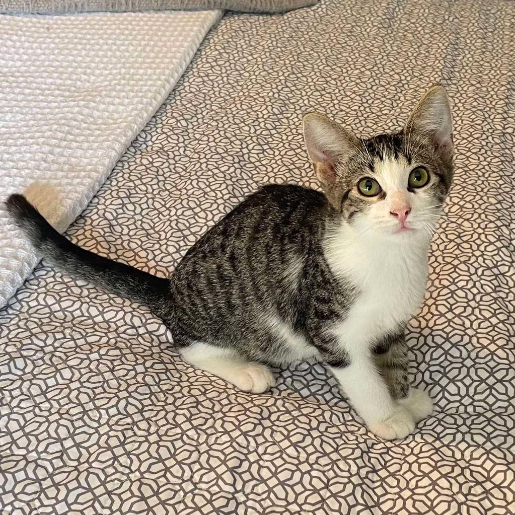Enlarge Timber, a Adoptable Domestic Short Hair in Plainfield, IL image 4/4