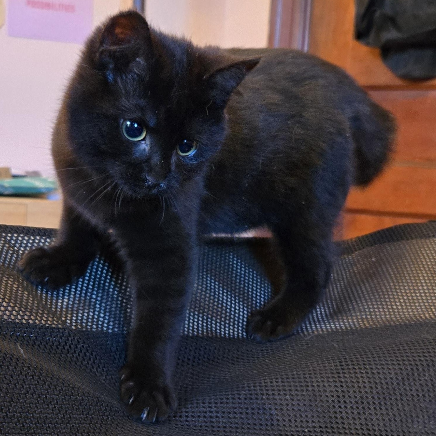 Enlarge Lorax, a Adoptable mixed breed in Hyattsville, MD image 1/6