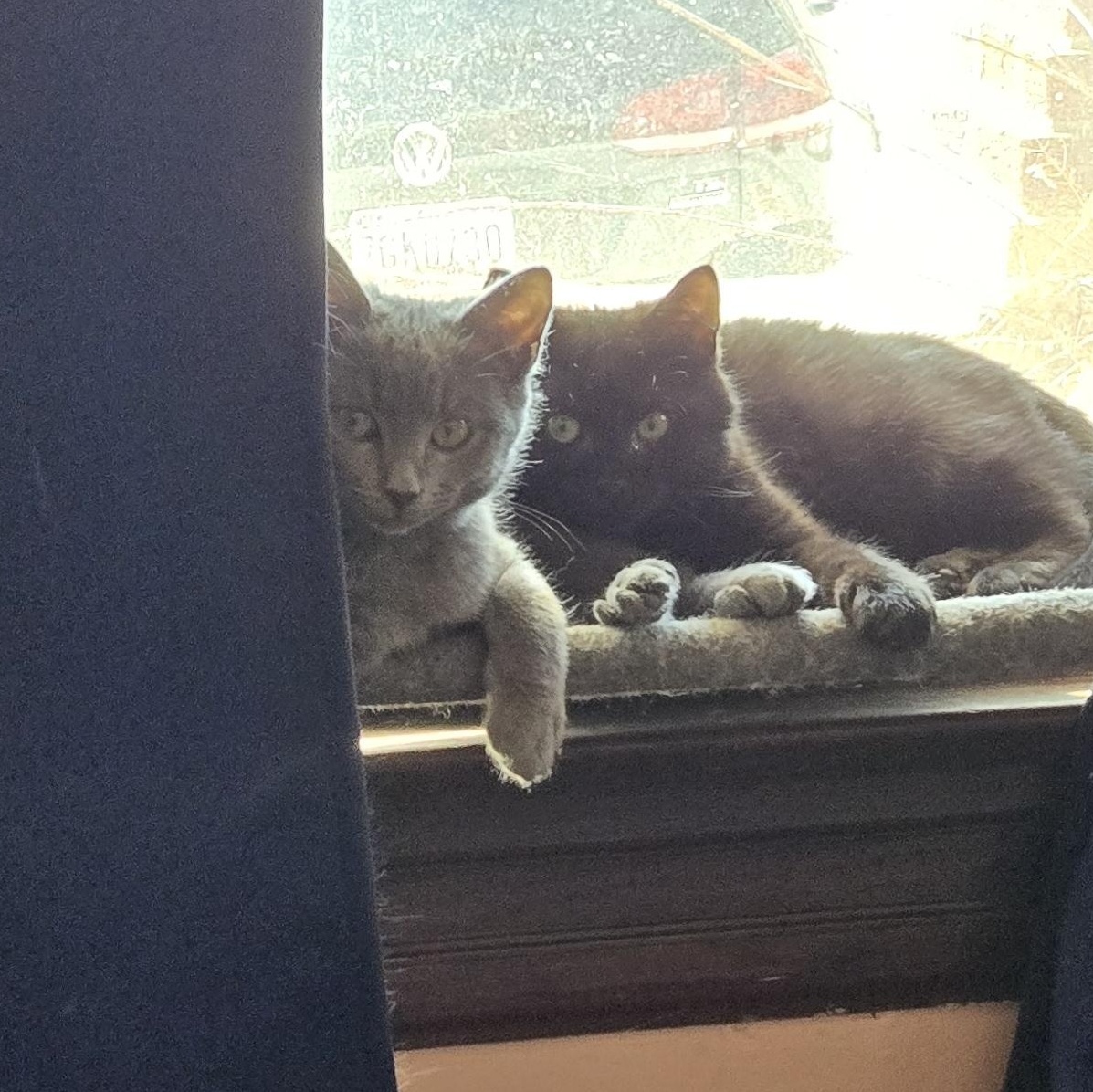 Enlarge Lorax, a Adoptable mixed breed in Hyattsville, MD image 4/6