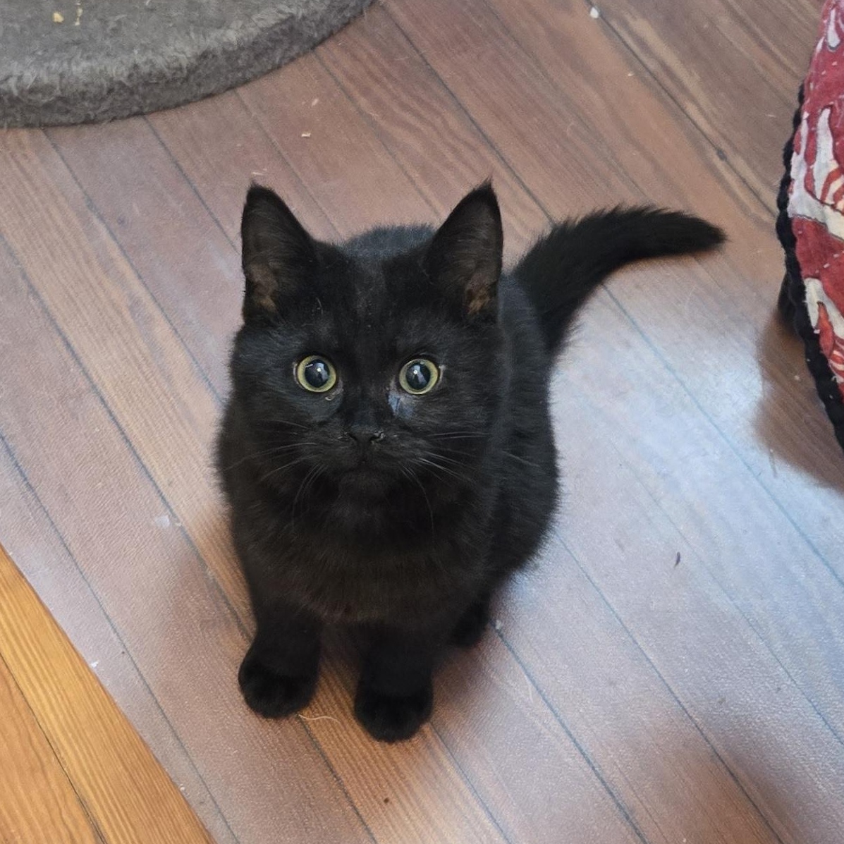 Enlarge Lorax, a Adoptable mixed breed in Hyattsville, MD image 2/6