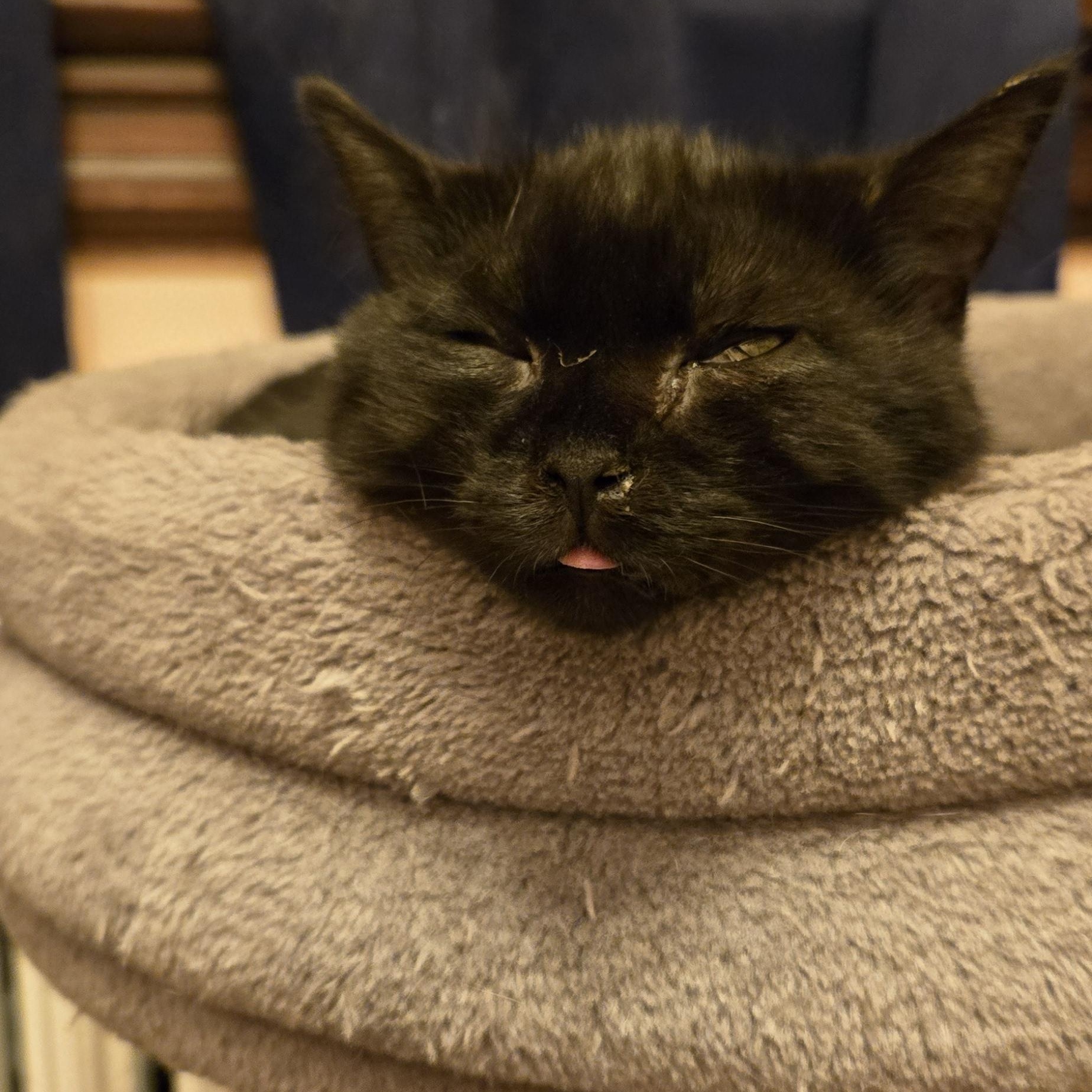 Enlarge Lorax, a Adoptable mixed breed in Hyattsville, MD image 3/6