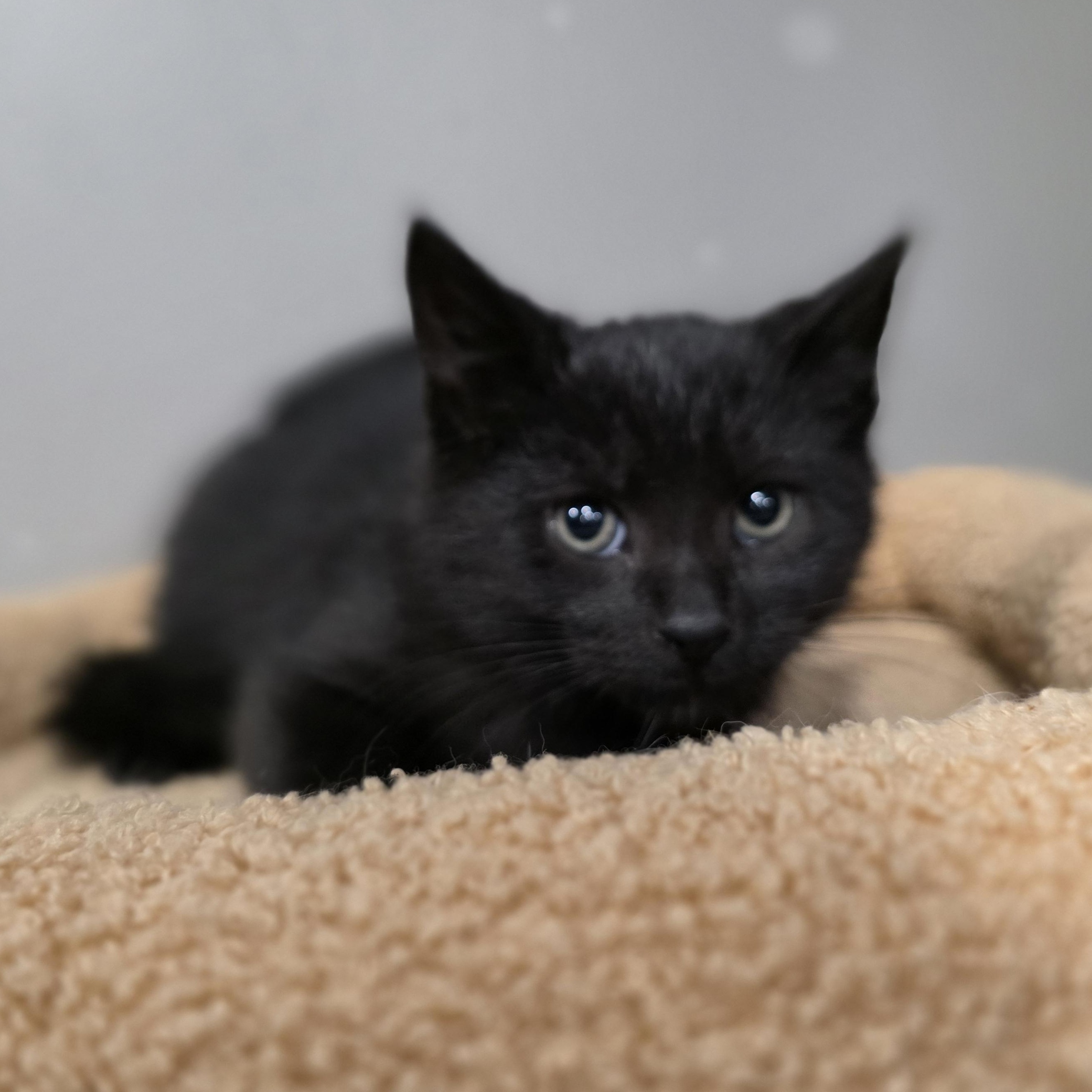 Enlarge Dawson, a Adoptable mixed breed in Mastic beach, NY image 2/4