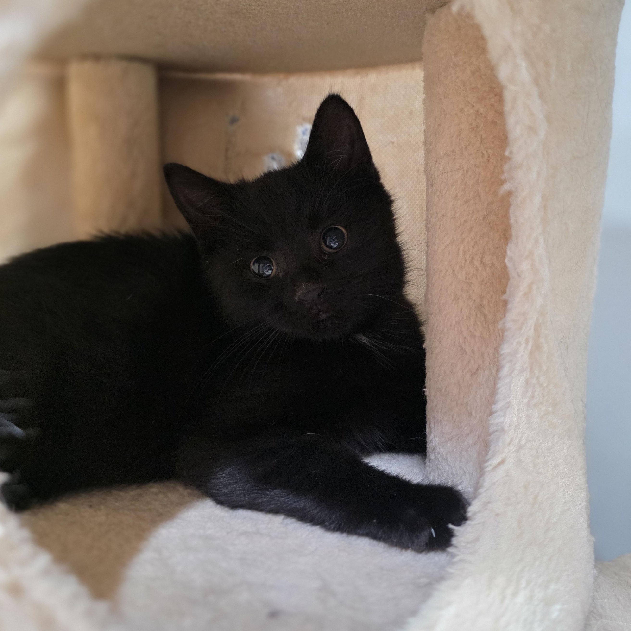 Enlarge Dawson, a Adoptable mixed breed in Mastic beach, NY image 4/4