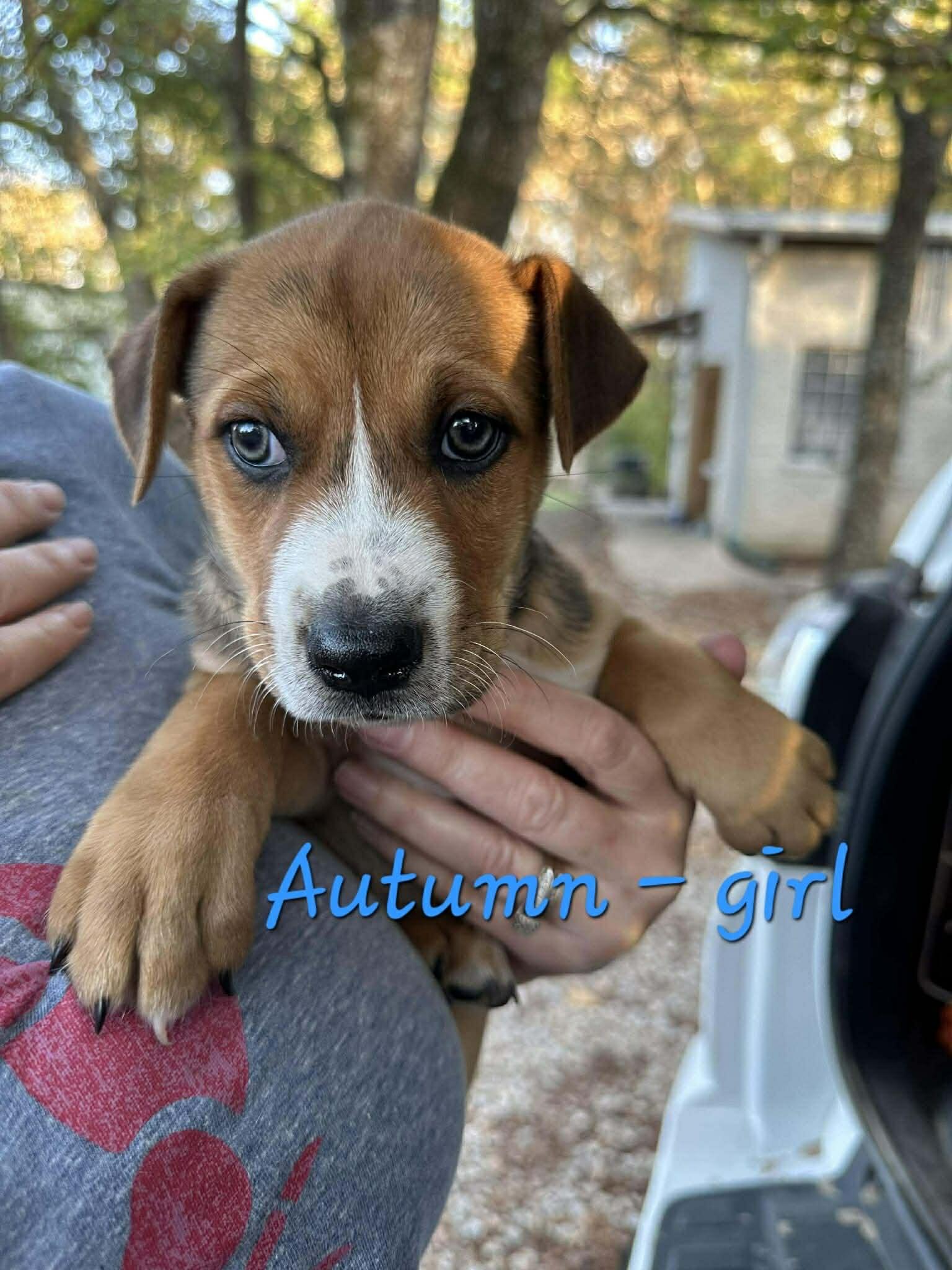 Autumn the mixed breed puppy, Adoptable, Puppy Female Australian Cattle Dog / Blue Heeler & Border Collie.