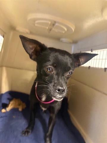 Enlarge KAROL G, a Adoptable Chihuahua in San Martin, CA image 1/1