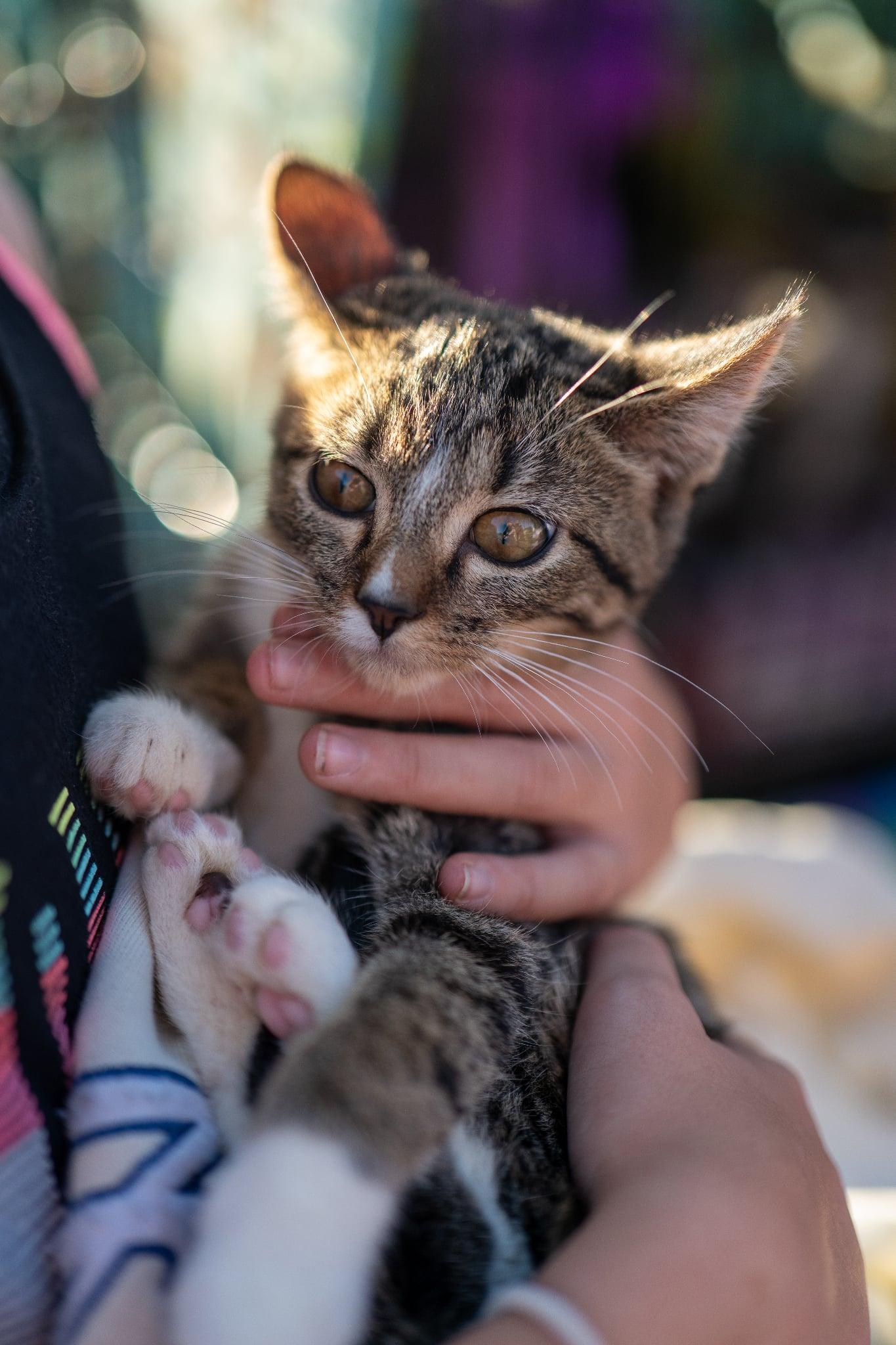 Enlarge Jan, a Adoptable Domestic Short Hair in Valley City, ND image 5/5