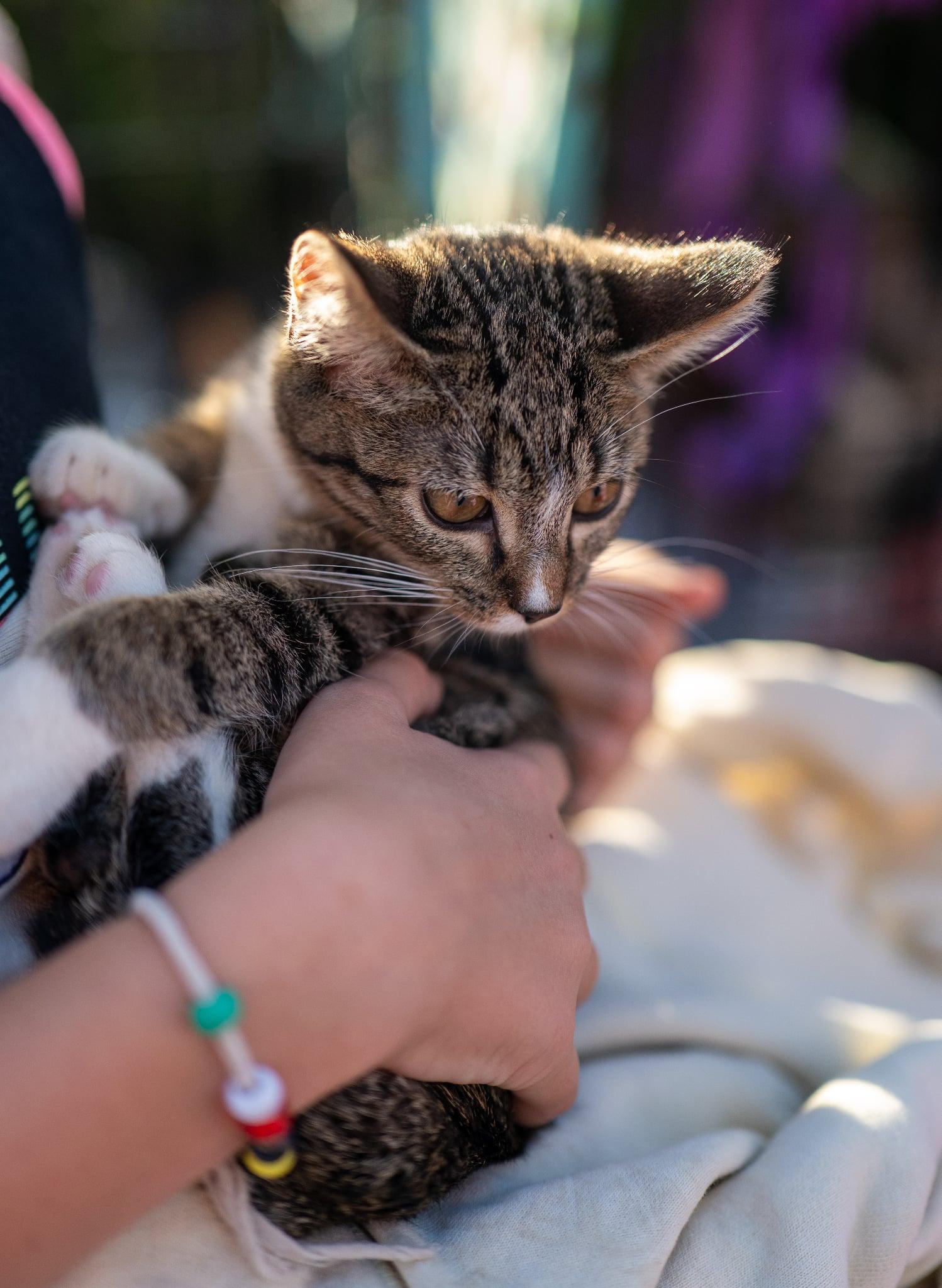 Enlarge Jan, a Adoptable Domestic Short Hair in Valley City, ND image 4/5