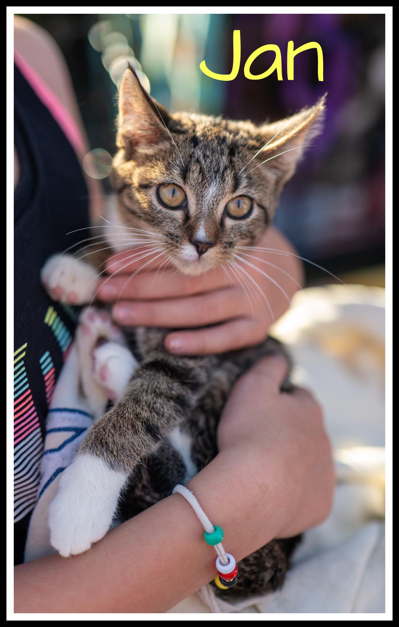 Enlarge Jan, a Adoptable Domestic Short Hair in Valley City, ND image 1/5