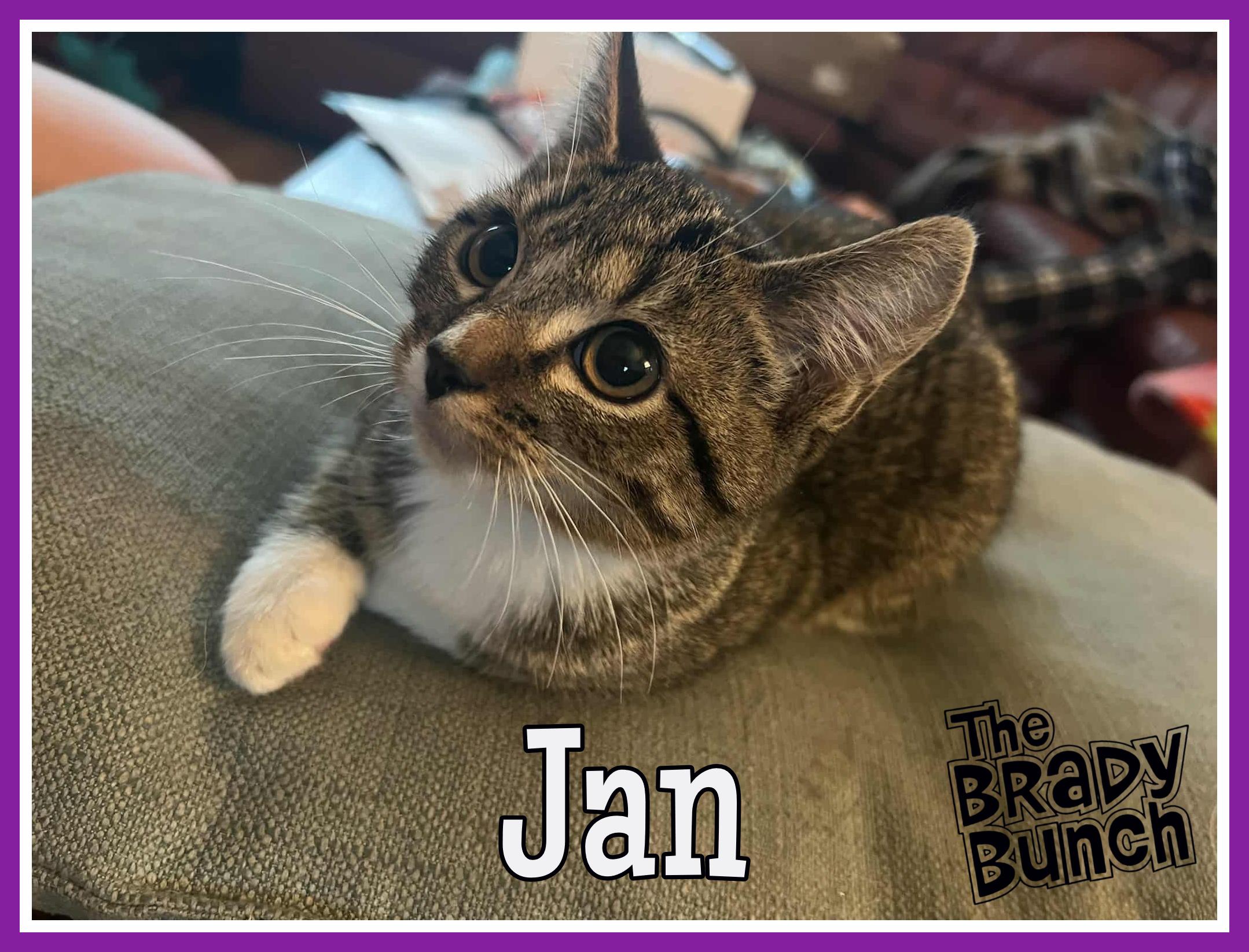 Enlarge Jan, a Adoptable Domestic Short Hair in Valley City, ND image 3/5