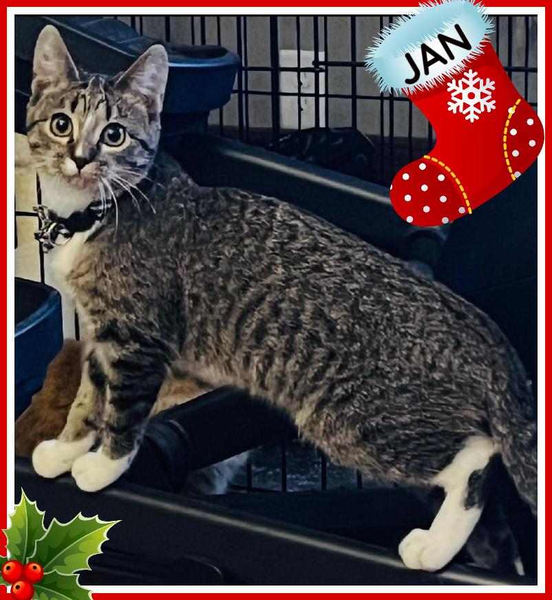 Enlarge Jan, a Adoptable Domestic Short Hair in Valley City, ND image 2/5