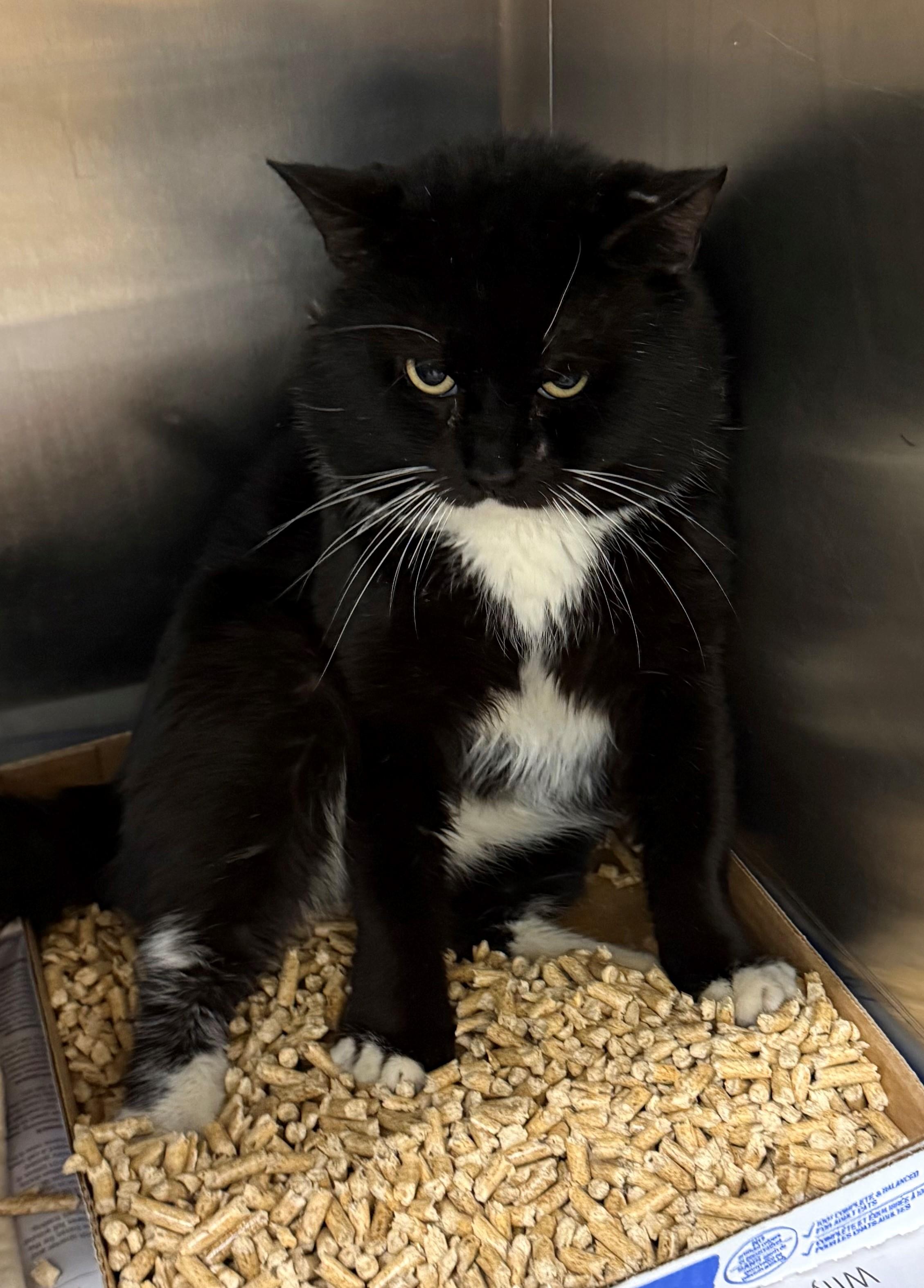 Enlarge Fergus, a ADOPTABLE Domestic Short Hair in Edison, NJ image 1/1