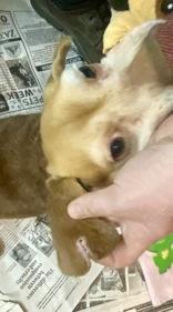 Enlarge Chewbarka, a ADOPTABLE Beagle in Glasgow, KY image 2/2