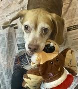 Enlarge Chewbarka, a ADOPTABLE Beagle in Glasgow, KY image 1/2