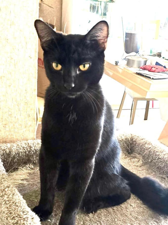Colby, Adoptable, Kitten Male Domestic Short Hair.
