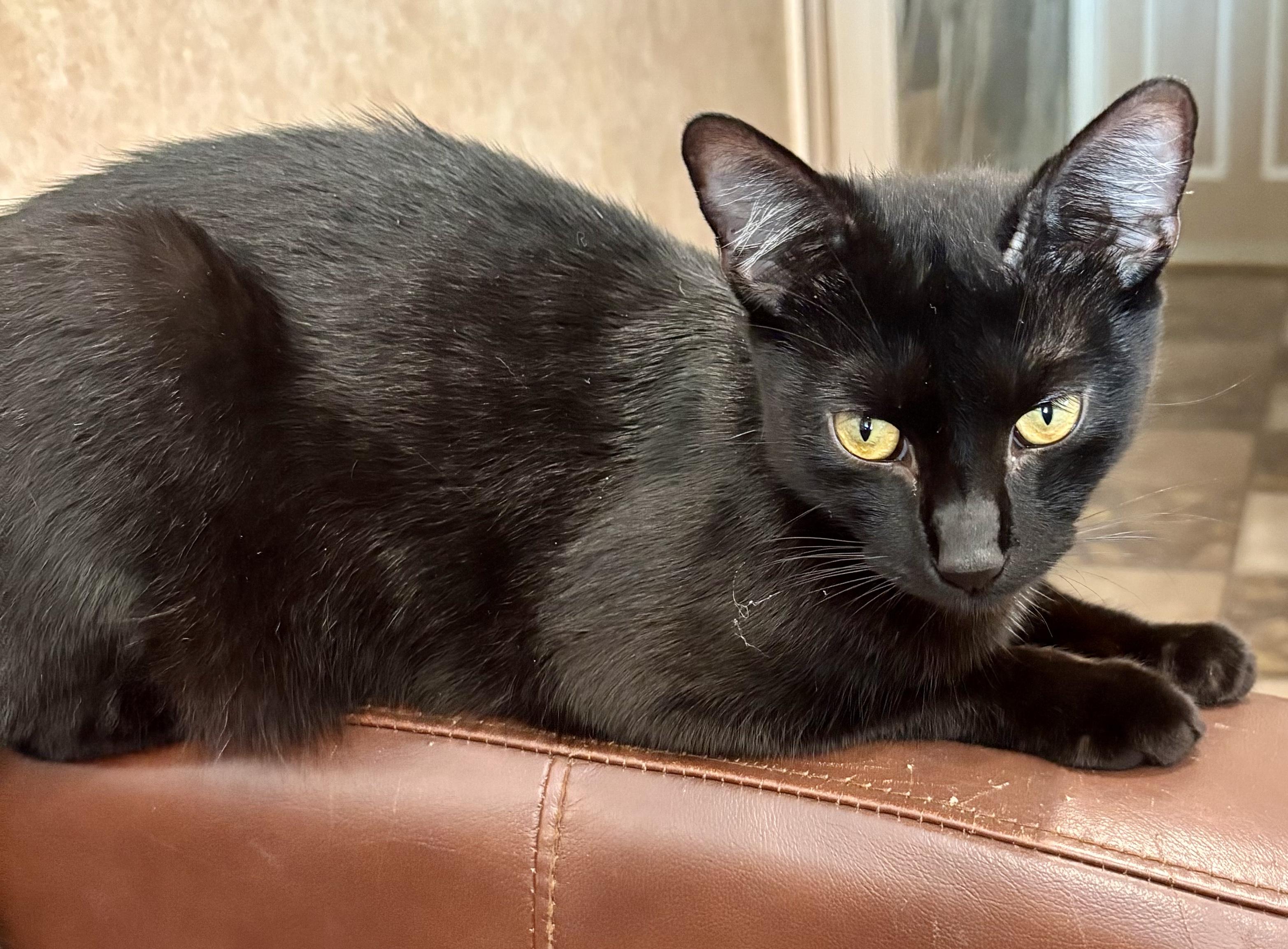 Colby, a Adoptable Domestic Short Hair in staten island, NY image 2/2