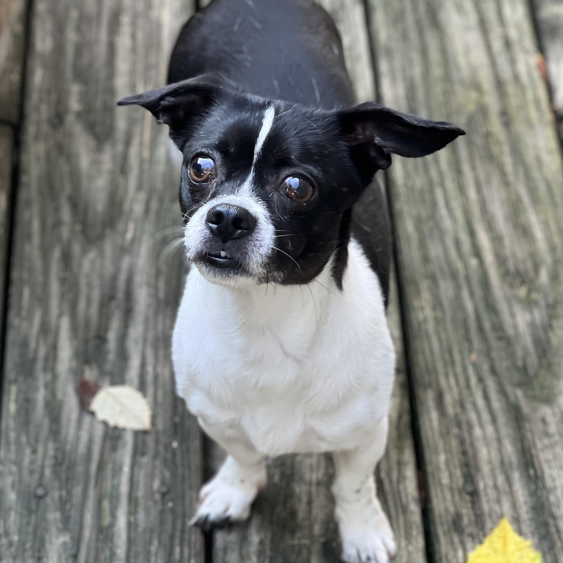 Charlie, a ADOPTABLE mixed breed in High Point, NC image 4/6