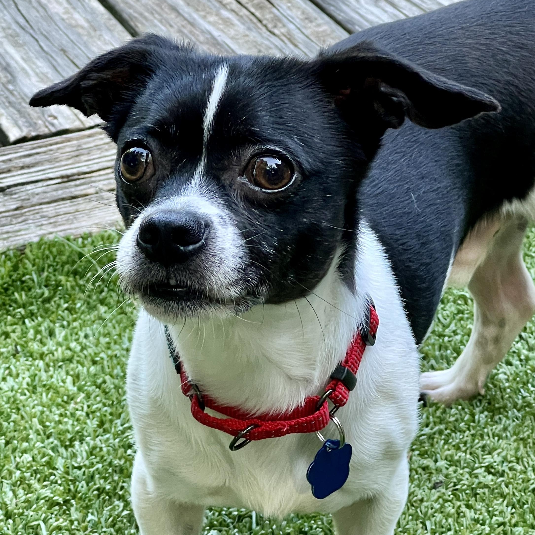 Charlie, ADOPTABLE, Adult Male Chihuahua & Shih Tzu.