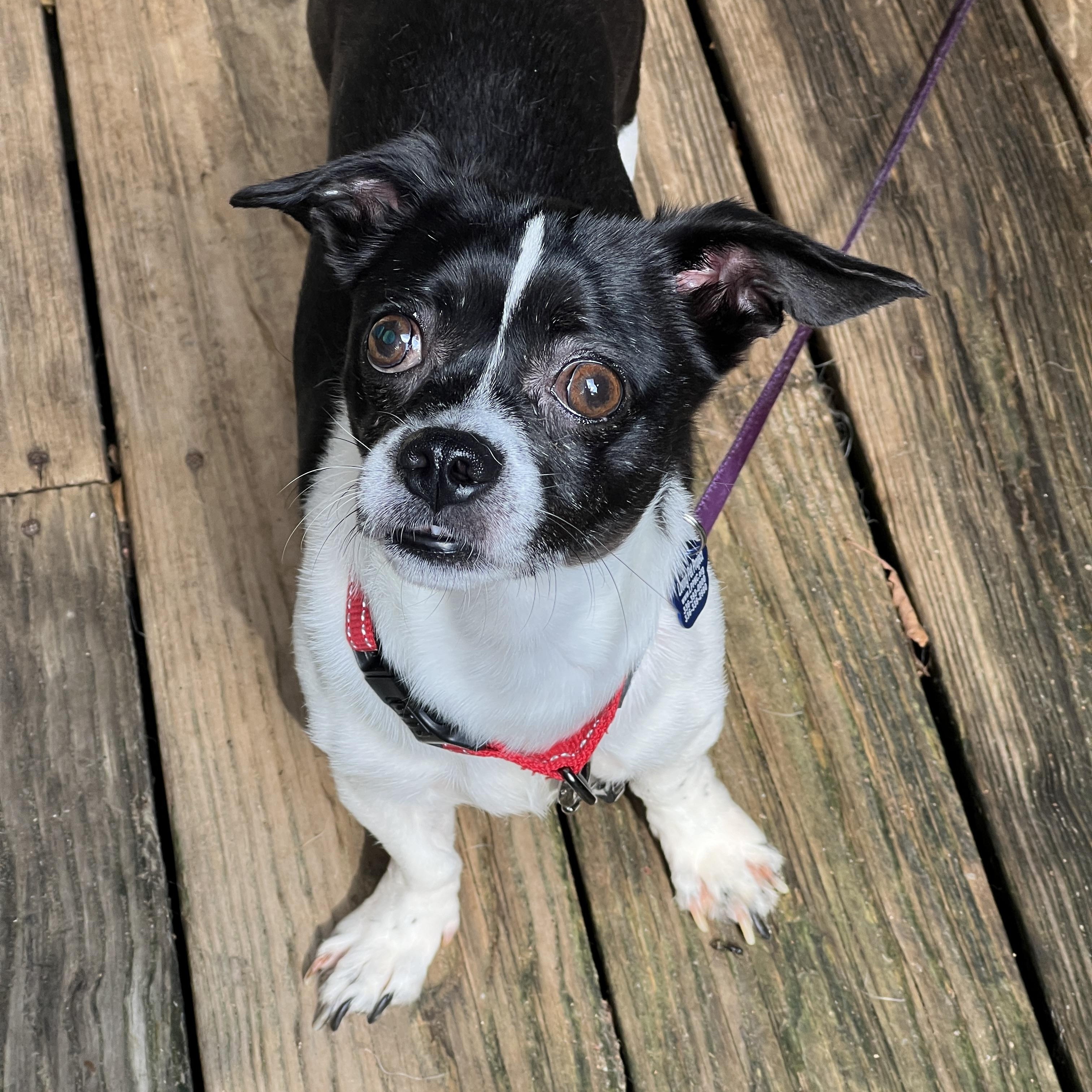 Charlie, a ADOPTABLE mixed breed in High Point, NC image 2/6