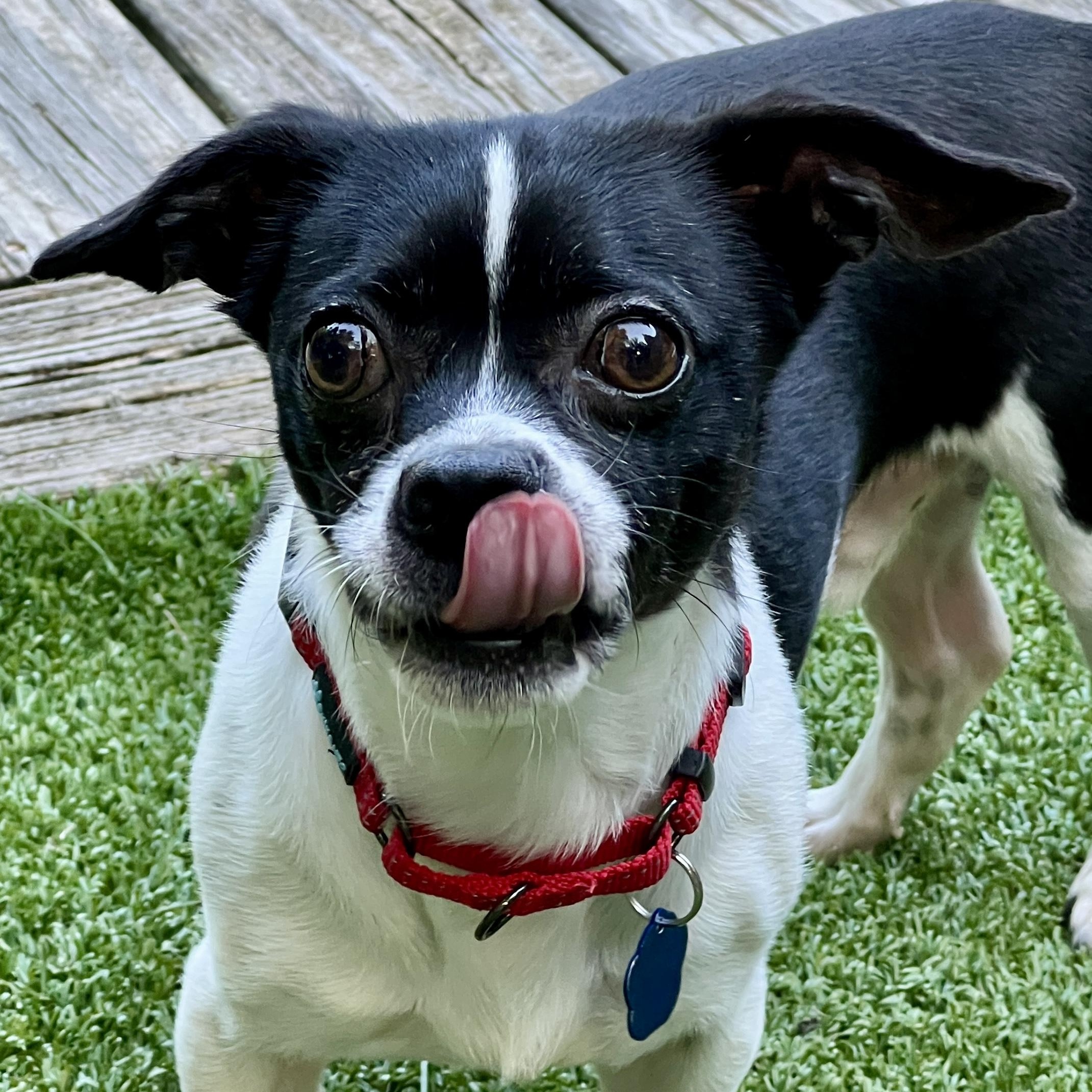 Charlie, a ADOPTABLE mixed breed in High Point, NC image 3/6