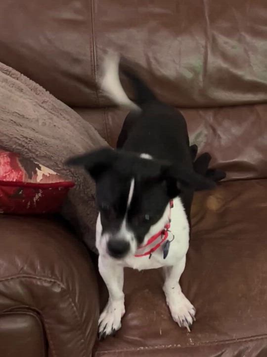 Enlarge Charlie, a ADOPTABLE mixed breed in High Point, NC video 6/6