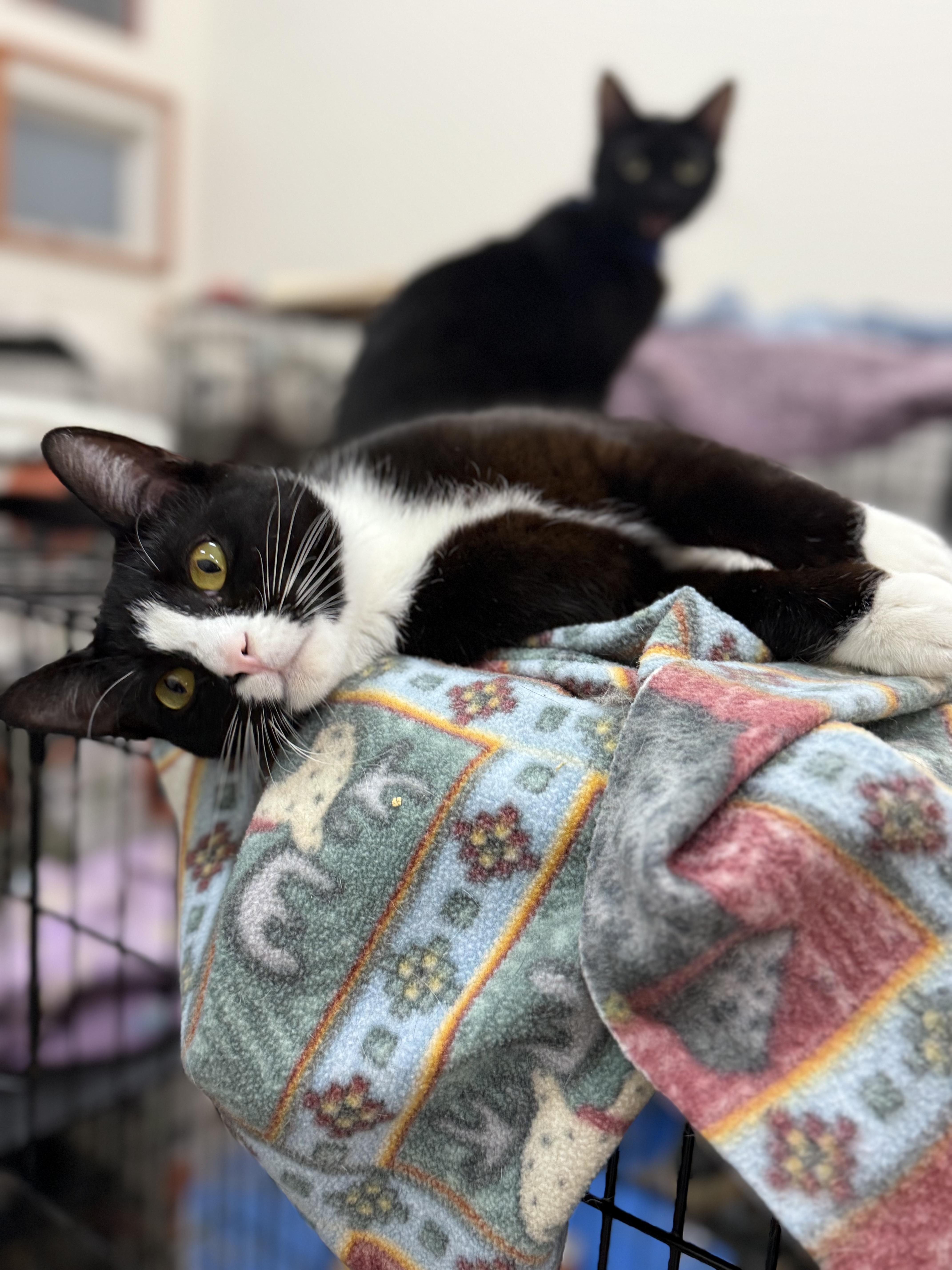 Enlarge Cobble, an adopted Domestic Short Hair in Crockett, CA image 1/1