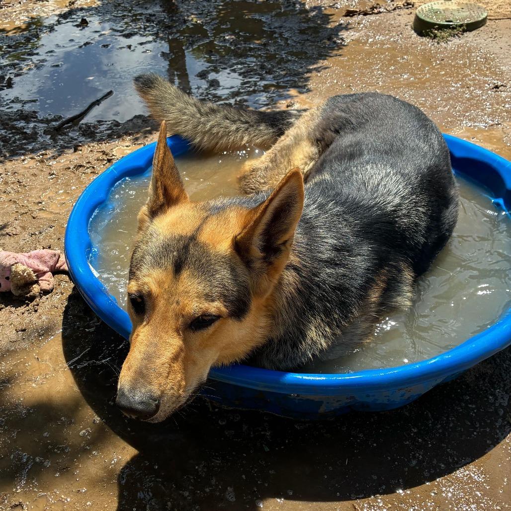 Wrangler, Adoptable, Adult Male German Shepherd Dog & Mixed Breed.