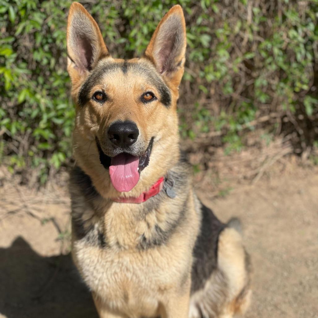 Enlarge Wrangler, a Adoptable mixed breed in Riverside, CA image 2/6