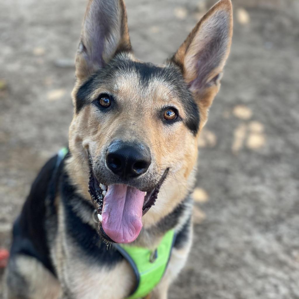 Wrangler, a Adoptable mixed breed in Riverside, CA image 2/5
