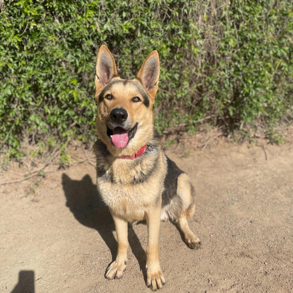 Enlarge Wrangler, a Adoptable mixed breed in Riverside, CA image 3/6