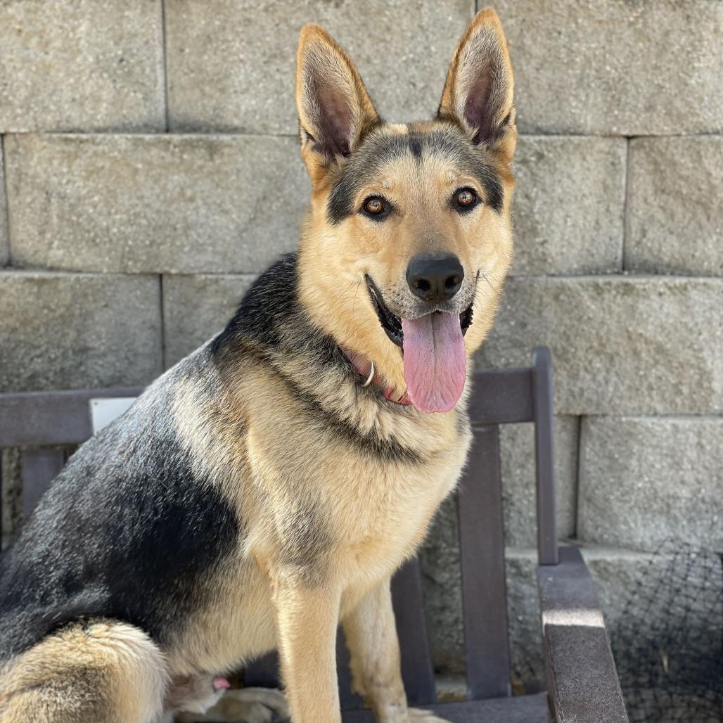 Enlarge Wrangler, a Adoptable mixed breed in Riverside, CA image 3/6