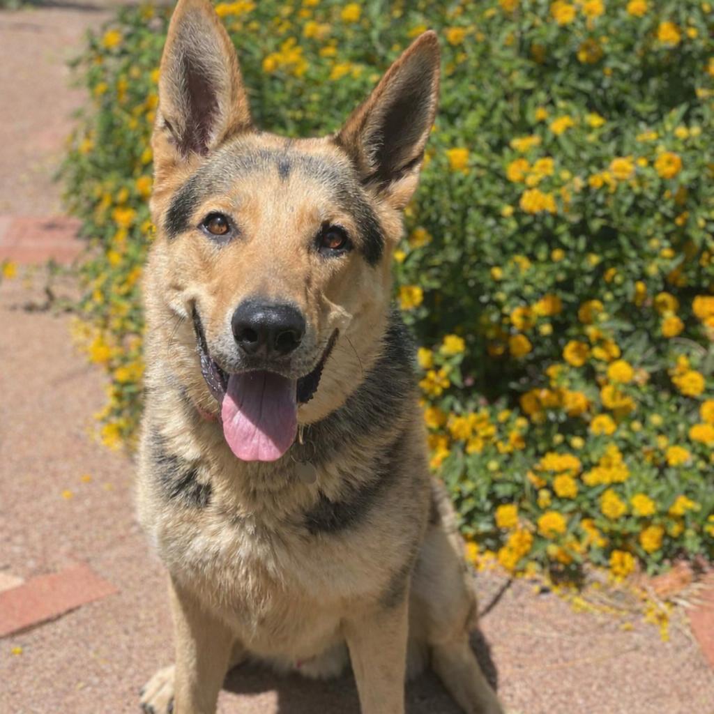 Enlarge Wrangler, a Adoptable mixed breed in Riverside, CA image 4/6