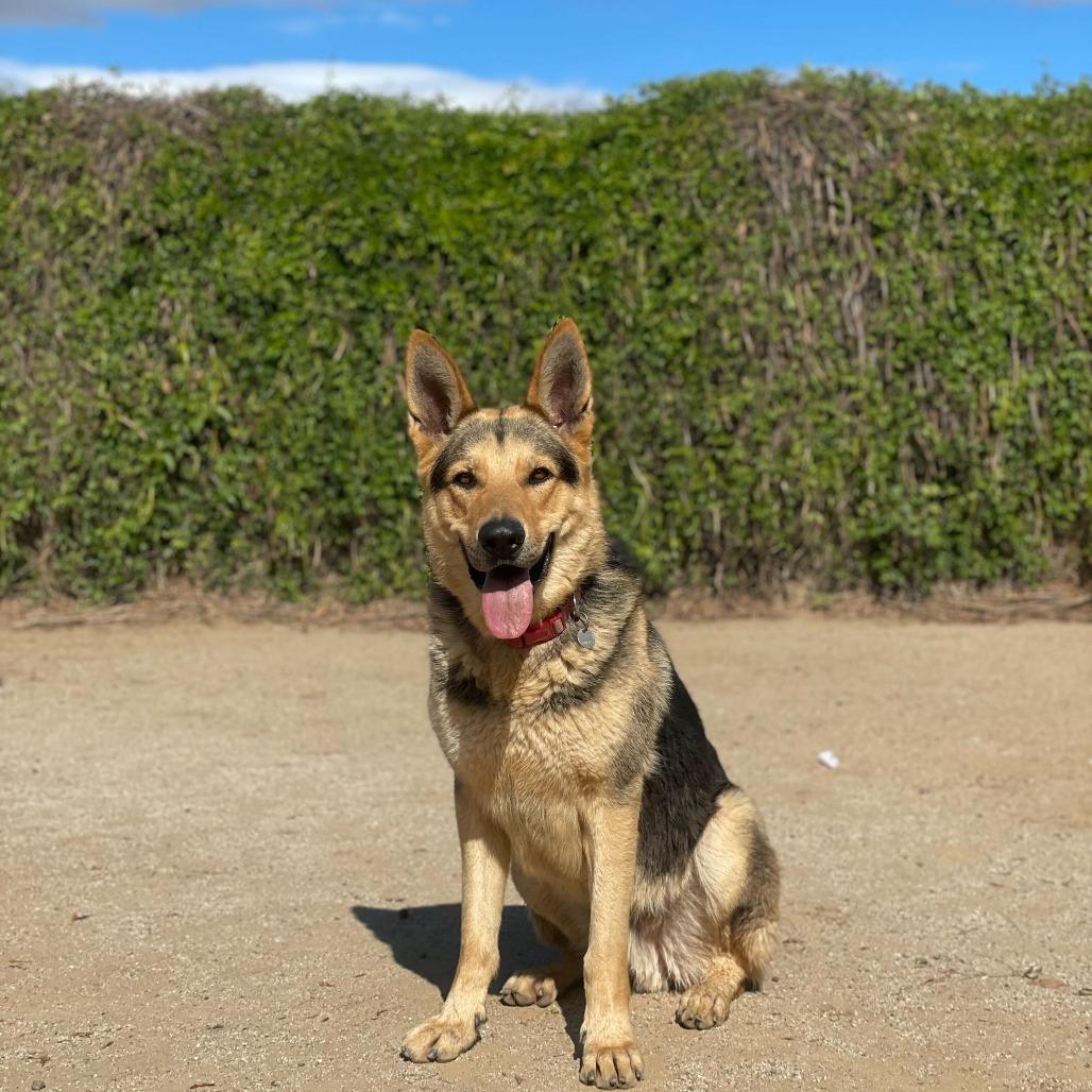 Enlarge Wrangler, a Adoptable mixed breed in Riverside, CA image 5/6
