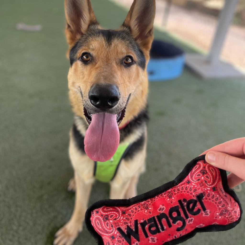 Wrangler, a Adoptable mixed breed in Riverside, CA image 5/5