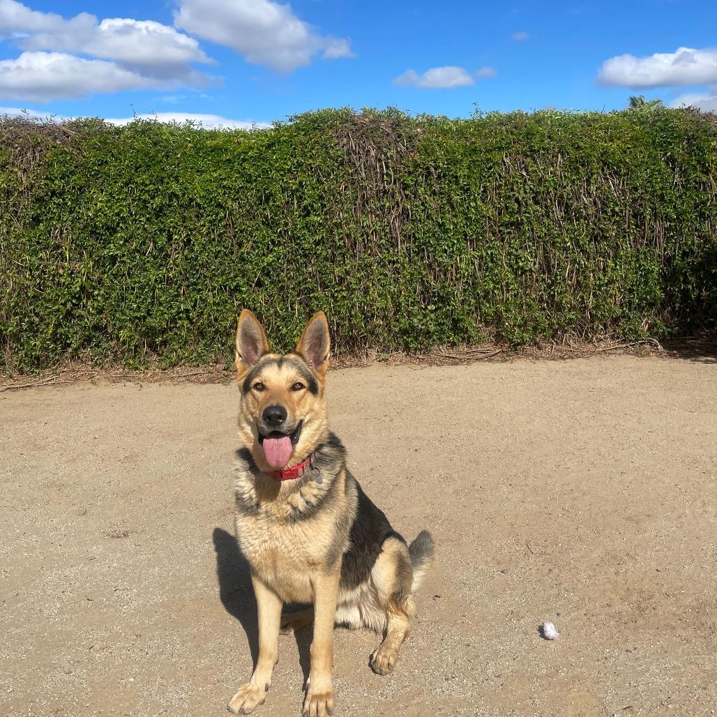 Enlarge Wrangler, a Adoptable mixed breed in Riverside, CA image 6/6