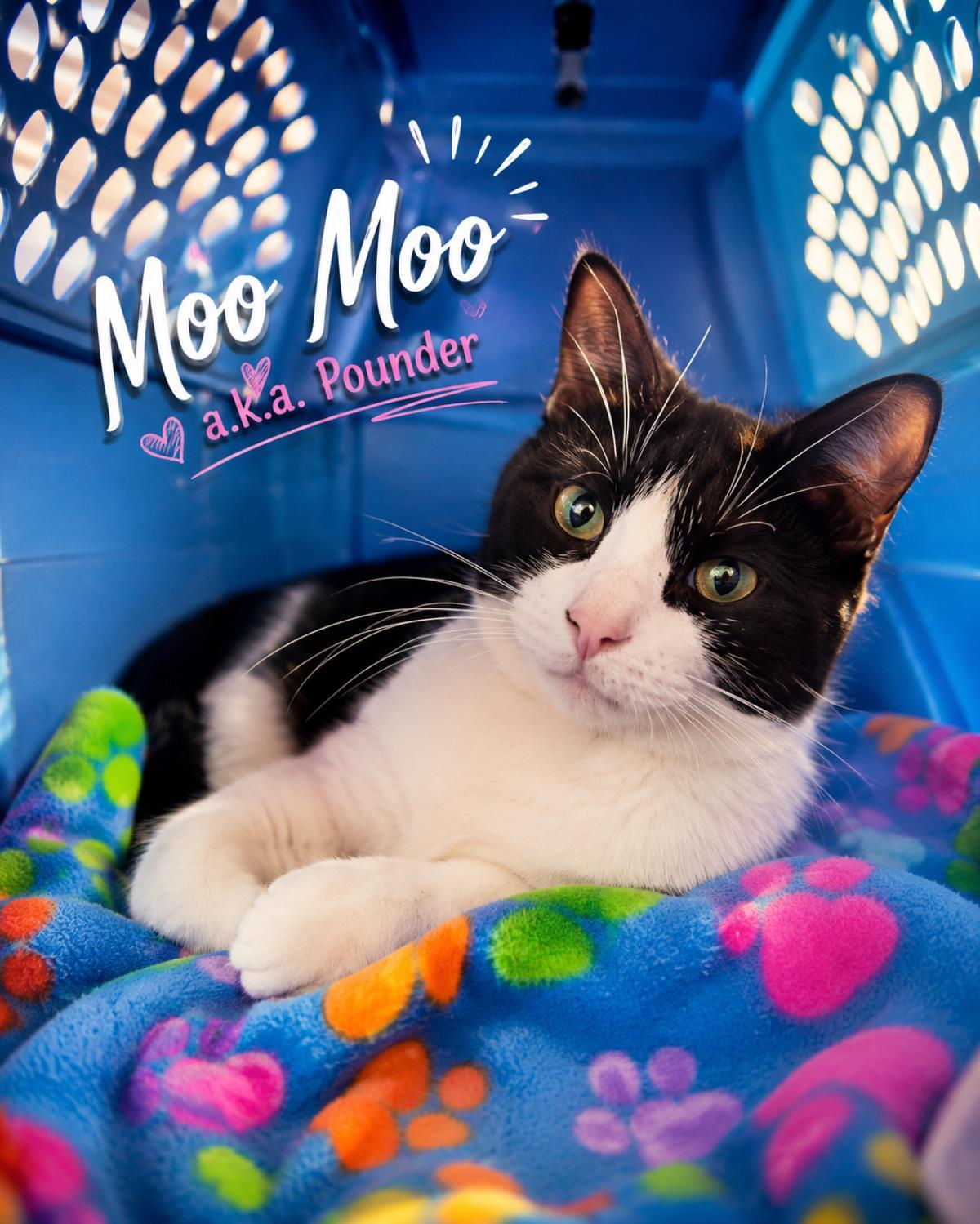 Moo Moo, a Adoptable mixed breed in St. Augustine, FL image 3/3