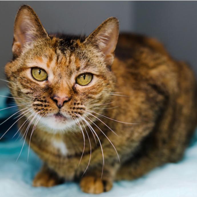 Calypso, Adoptable, Adult Female Domestic Short Hair.