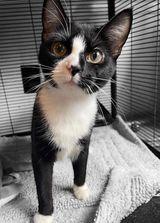Olympia, Adoptable, Adult Female Domestic Short Hair & Tuxedo.